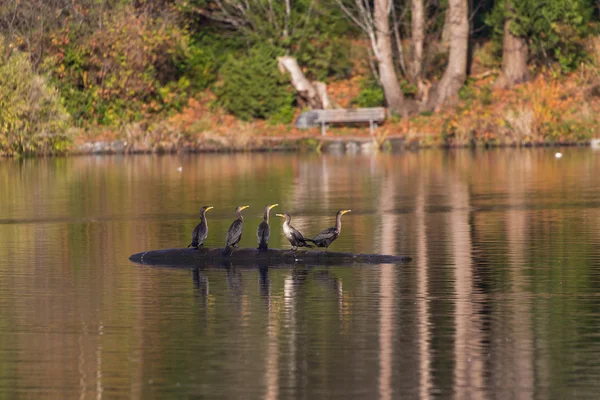 Dubbele crested Aalscholver — Stockfoto