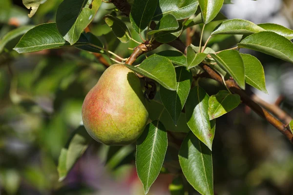 Reife Birne und Baum — Stockfoto