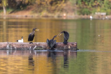 Çift Tepeli karabatak 