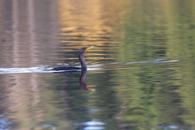 Çift Tepeli karabatak 