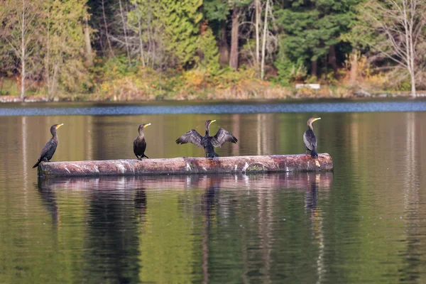 Cormorán de doble cresta — Foto de Stock