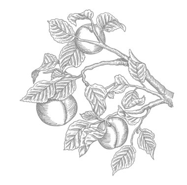 Şeftali ağacı oyması