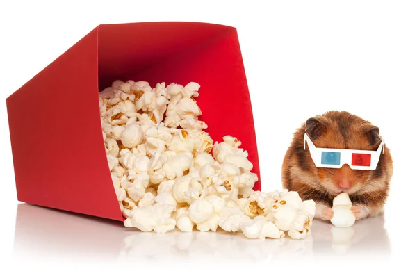 Hamster in 3d glasses chewing popcorn. — Stock Photo, Image