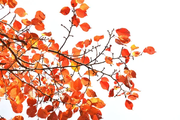 Branch of autumn leaves isolated on white background