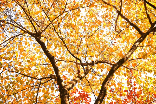 Rama Hojas Otoño Aisladas Sobre Fondo Blanco — Foto de Stock