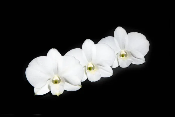 White Orchid Flowers Black Background — Stock Photo, Image