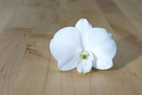 White Orchid Flower Brown Wooden Background — Stock Photo, Image