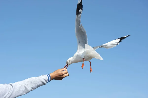 Handen Personen Som Arkiverade Maten Till Fiskmåsarna Som Flög Svävar — Stockfoto