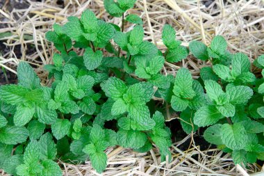 Sebze bahçesinde taze yetişmiş nane yaprakları.