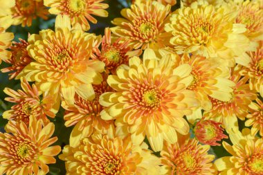 Bahçede açan güzel sarı kasımpatılar.