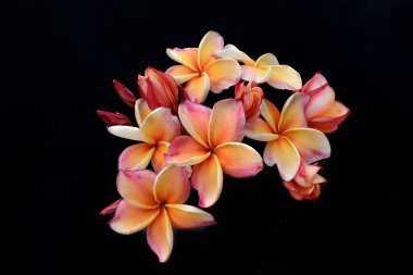 Siyah arkaplandaki Plumeria çiçeklerini kapat. 