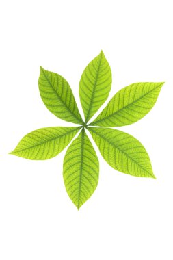 Beyaz arkaplanda yeşil yaprak