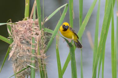 Asya Altın Weaver bir dala tünedi.. 