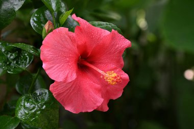 Yeşil yapraklı arkaplanda su damlaları olan güzel pembe amber çiçeği.