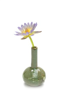 Vazodaki güzel çiçekli nilüfer çiçeğinin yakın çekimi beyaz vazoda izole edilmiş.