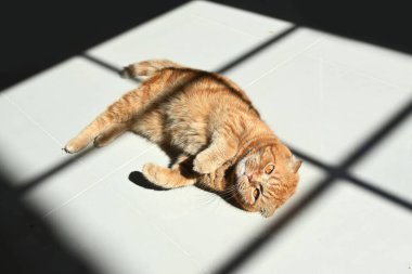 Yerde yatan sevimli kızıl kedinin yakın çekimi. 