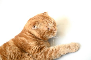 Beyaz tenli, yerde yatan sevimli kızıl kedi..