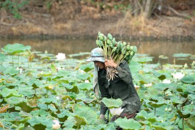 Nakhon Pathom Eyaleti, Tayland - 2025-11-04: Tanımlanamayan adam sabah Lotus Gölü 'nden nilüfer çiçeği topluyor