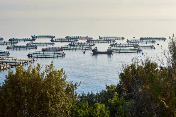 海鱼养殖场欧洲人工养鱼 — 图库照片