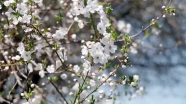 Güneşli bir günde gökyüzünde çiçek açan kiraz dalları.