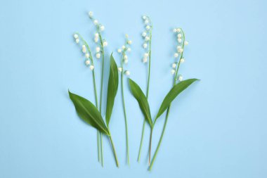 Beyaz çiçekli kompozisyon. Lilies of the Valley açık mavi kağıt arka planda. Üst görünüm.