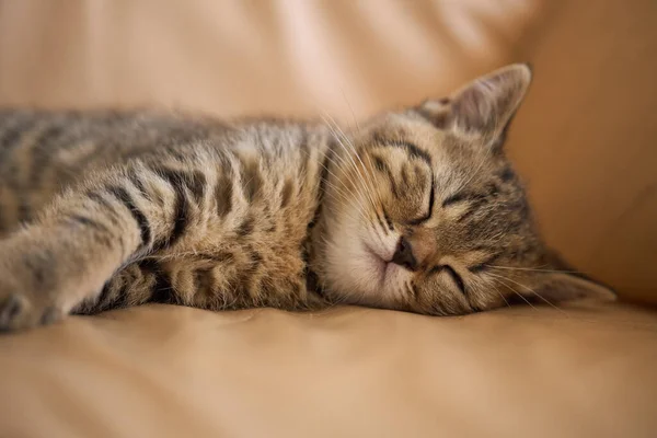 Cute tabby kitten is sleeping on the couch. Favorite pet fell asleep after playing. — Stock Photo, Image