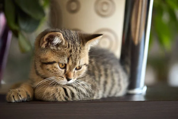 Carino tabby gattino è guardando. — Foto Stock