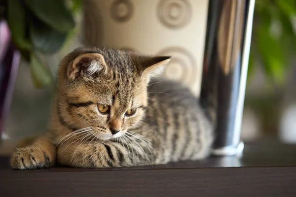 Gatinho bonito tabby está assistindo. — Fotografia de Stock