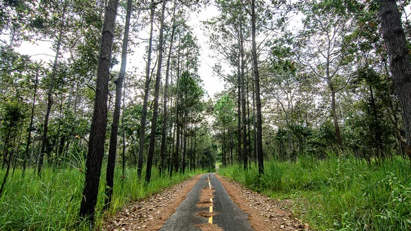 Estrada Corta Através Floresta Redwood Tailândia — Fotografia de Stock