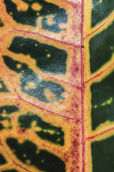 Cerrar Textura Hoja Macro — Foto de Stock