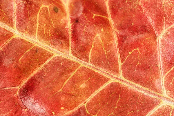 Close Macro Leaf Texture — Stock Photo, Image