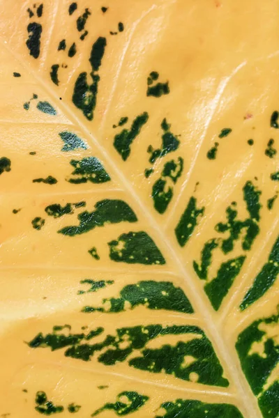 Close Macro Leaf Texture — Stock Photo, Image