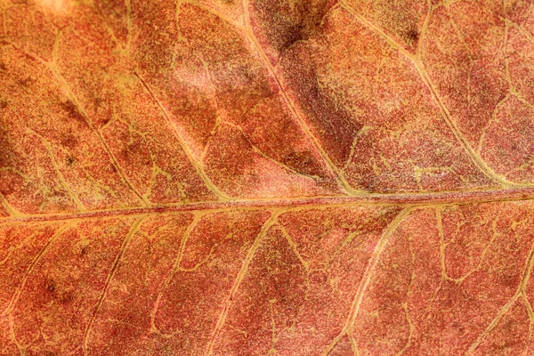 Close Macro Leaf Texture — Stock Photo, Image