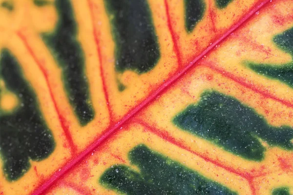 Close Macro Leaf Texture — Stock Photo, Image