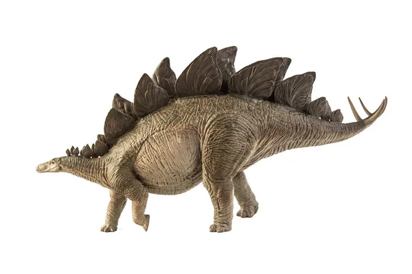 Stegosaurus Dinosaurus Witte Achtergrond — Stockfoto