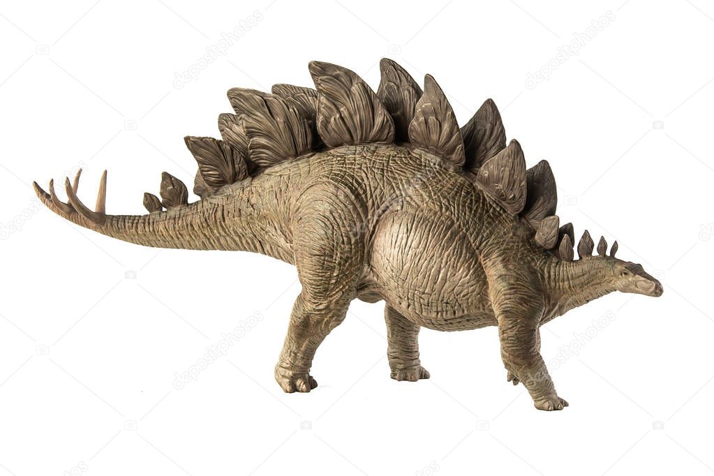 Stegosaurus Dinosaur on white background .