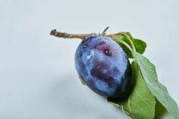 Prune fraîche avec feuille isolée sur fond bleu — Photo