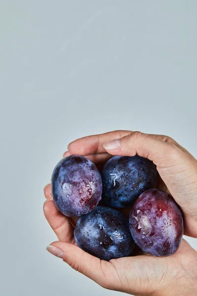 Main tenant des prunes fraîches sur un fond gris — Photo