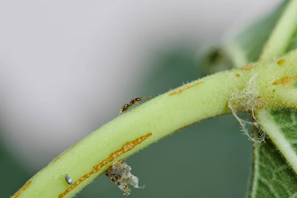 Una pequeña hormiga caminando a través de la hoja verde —  Fotos de Stock