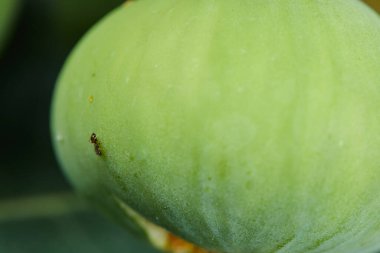 Yeşil incirin üzerinde yürüyen bir karınca