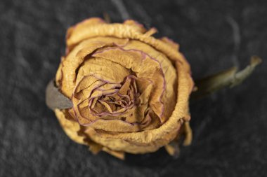 Siyah arka planda kurumuş gül çiçeği