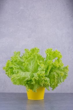 Mavi arka planda bir demet marul. Yüksek kalite fotoğraf