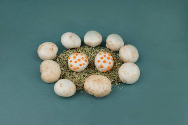 Mavi arka planda kurutulmuş otlarla dolu düzinelerce beyaz mantar. Yüksek kalite fotoğraf