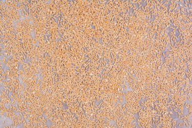 Mavi arka planda yalıtılmış buğday taneleri. Yüksek kalite fotoğraf