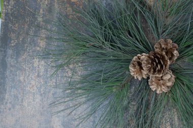 Mermer zemin üzerinde yeşil ağaçtan bir dalda küçük kozalaklar. Yüksek kalite fotoğraf