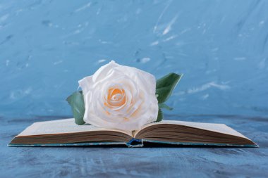 Mavi arka plan üzerine açık bir kitabın üzerine yerleştirilmiş tek bir beyaz gül. Yüksek kalite fotoğraf