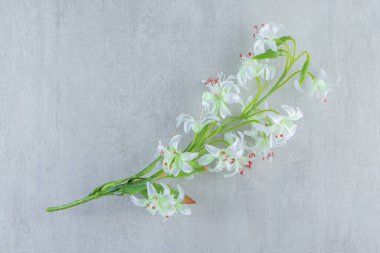 Çiçekli zambak, beyaz arka planda. Yüksek kalite fotoğraf