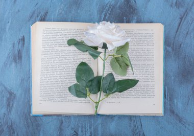 Mavi arka plan üzerine açık bir kitabın üzerine yerleştirilmiş tek bir beyaz gül. Yüksek kalite fotoğraf