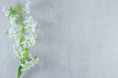 Çiçekli zambak, beyaz arka planda. Yüksek kalite fotoğraf