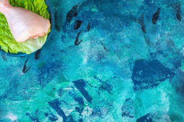 Pişmemiş tavuk budu, marulun üstünde, tabakta, mavi arka planda. Yüksek kalite fotoğraf